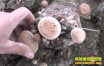 �����������û��������㹽 һ������1.5��Ԫ