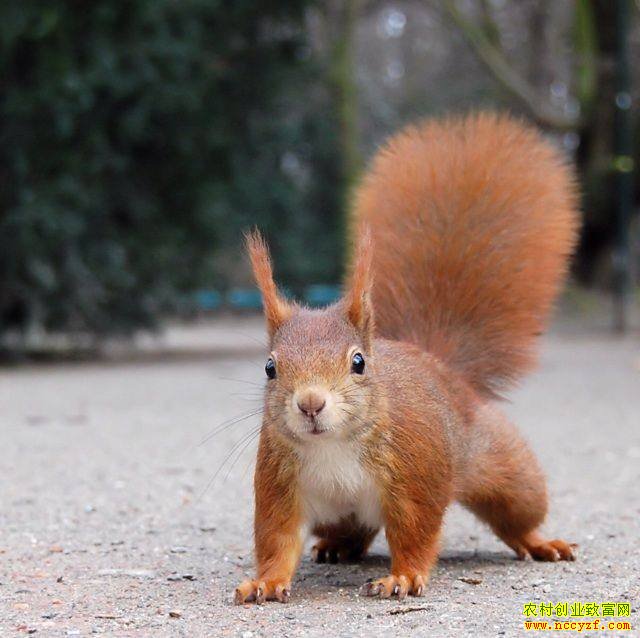 ��ֳ����׬Ǯ�����󵱳��������а취