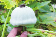 ��ֲ���Ρ��֡��Ϲ� һĶ����2��Ԫ