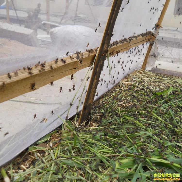 ɽ��ƽ�����ŵ�������������Ч���