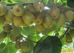 �Ĵ�������������ĵ���ֲ⨺���