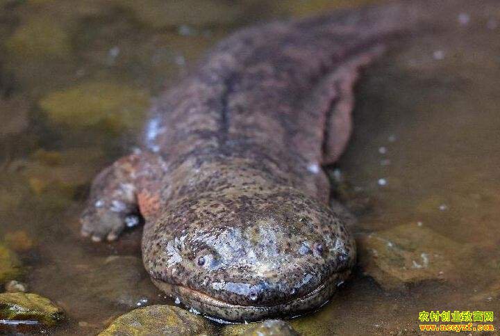 �Ĵ������޵Ǿ���ֳ������Ч���