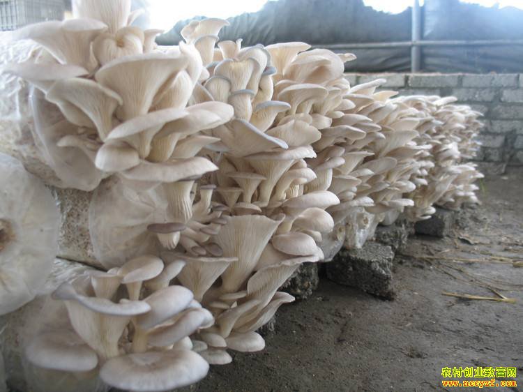 СĢ���ſ����¸�ɡ�� �Ĵ���������ǿ������Ģ��Ч���