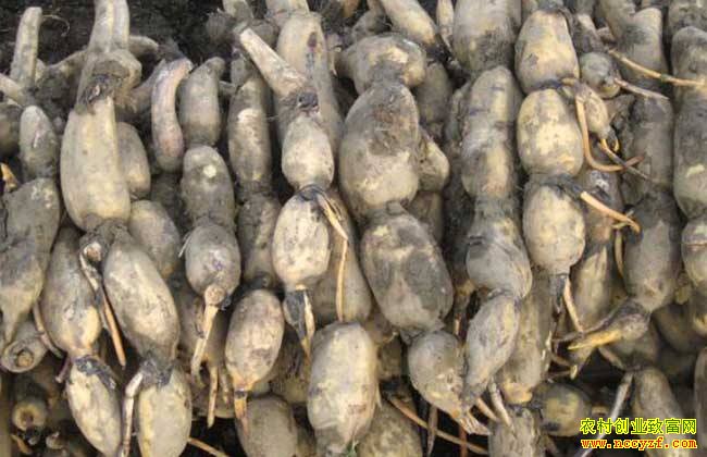 ��ֲ����½���ź�۸񷭷� ���ڼ۸񽫱��ָ�λ