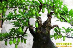 �Ĵ��崨���μ������Խ���׬�˴�Ʊ��