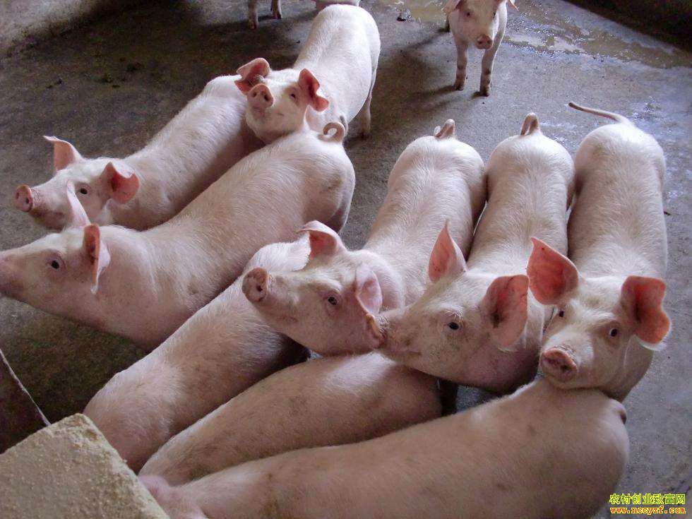 6月猪肉价格同比上扬21%,未来猪价仍会保持上涨态势