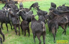 �������������㷵�紴ҵ��ֳ��ɽ�� �ʵ��¸���ͷ��