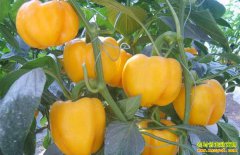 ������ֲʲô�߲���ǰ����׬Ǯ��