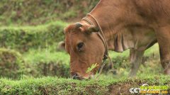 [�¸���]��������������Ȩ����ţ����������ǧ��