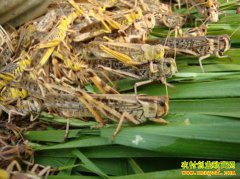 ɽ��ʡ���Ͽ״����ŵ�����������ֳ�¸���