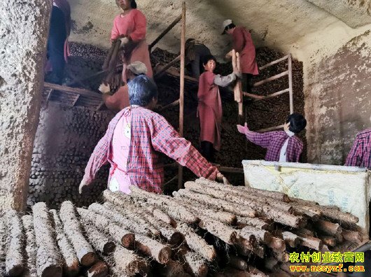 ɽ����������ɽҩ,��������Ч���