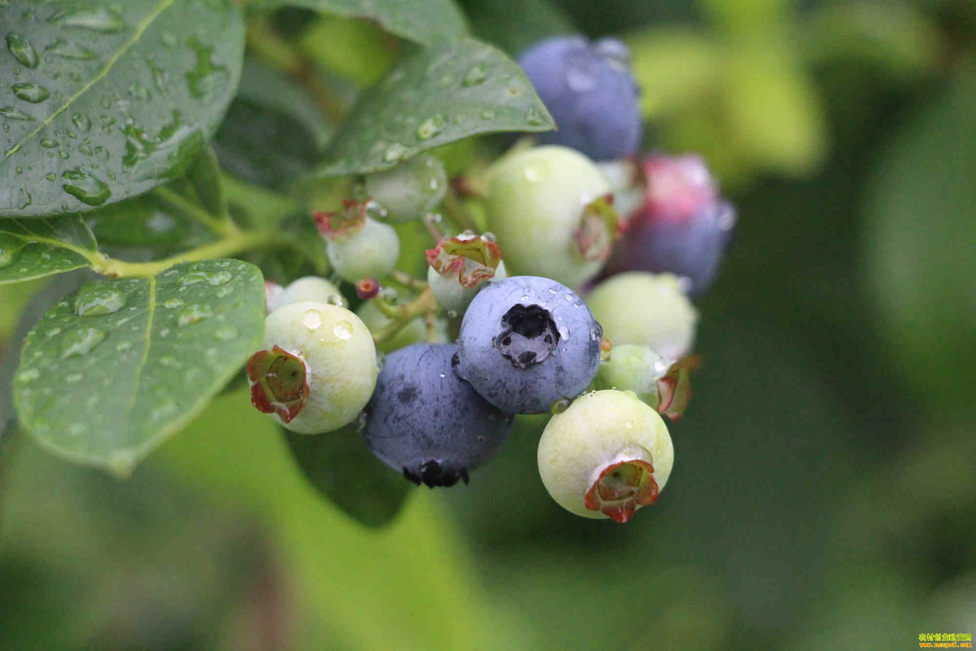 �������ǿ��������������ֲ��ݮ���¸����ֶ�