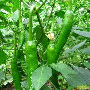 �������͸������۸��������� ������ʱ����