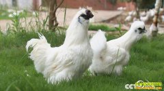 [�¸���]���������� ������ǧ�򣺺�������������¸���