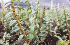 �Ĵ��Թ����ּ���ʯ�������á�Ǯ����