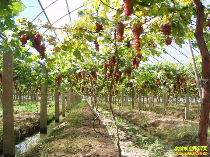 ɽ�������������Ȼ��ֲ���ֳ���Ʒ������