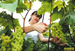 �Ĵ������Ű�������С���� �ջ��¸�����