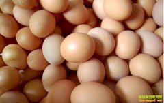 �������Ȳ������½� �����۸�ӭ������������