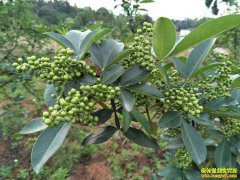 �Ĵ����ػ����޷��紴ҵ��ֲ�ٽ� ׬Ǯ��