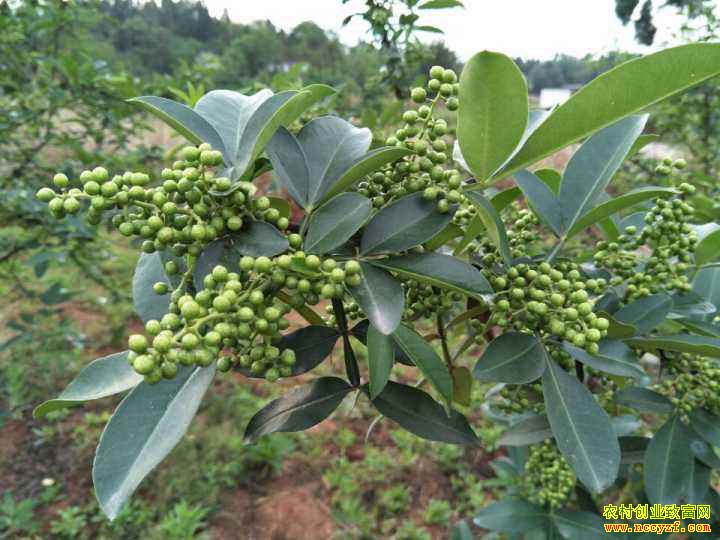 �Ĵ����ػ����޷��紴ҵ��ֲ�ٽ� ׬Ǯ��