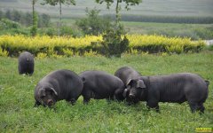 ɽ���������Ų�����������ɽ������Բ��ҵ��