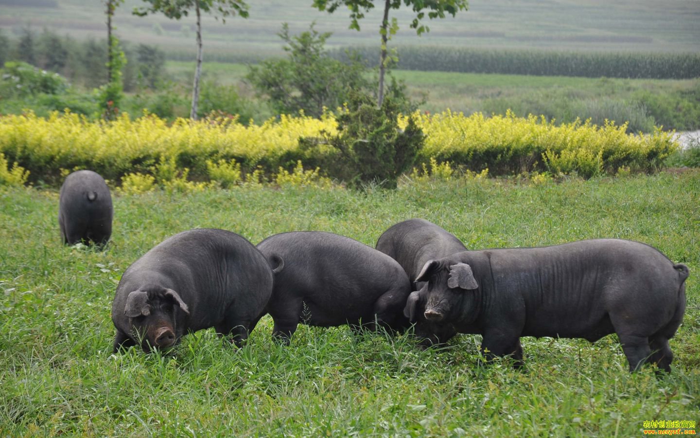 山西乡宁县张昌西放养“跑山猪”终圆创业梦