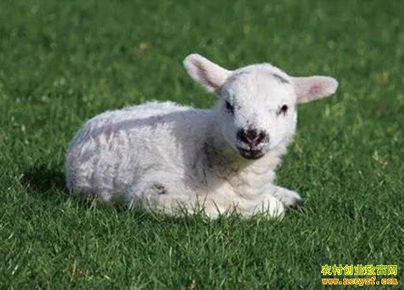 �������� �����г�����Ӧ�������������