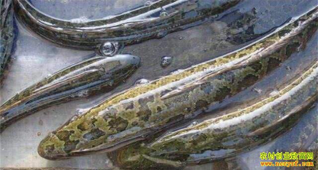 ���շ�������������ֳ�����ŵ���