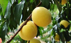 ���ҽ��ꡰ���ˡ� �������������������۸����ÿ��1ë