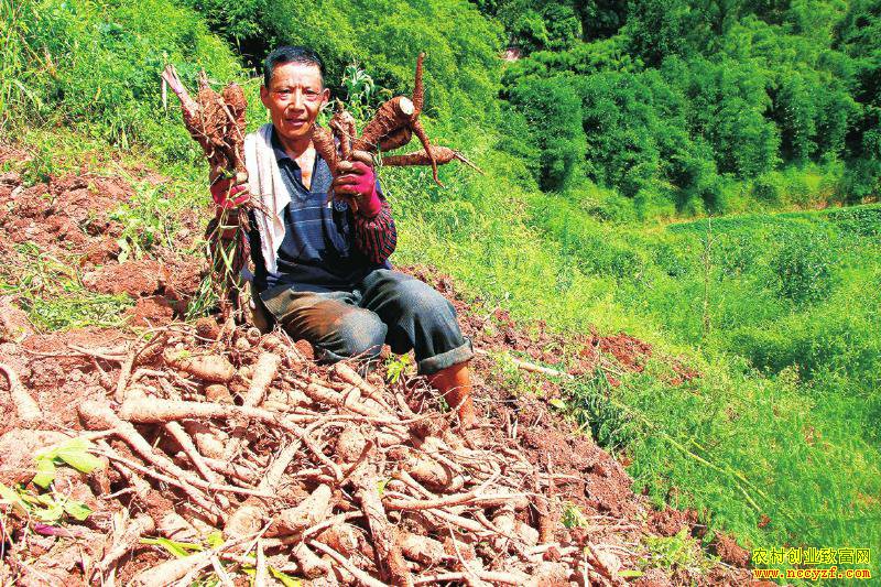 ���Ĵ��ְ��ơ�������ҩ��׬�û�