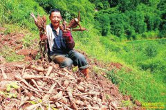 �Ĵ�������ֲ����׬Ǯ��ũ���ְ��ơ�������ҩ��׬�û�