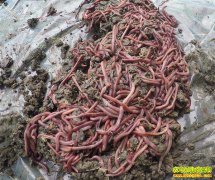 ɽ���������·��������������������¸�