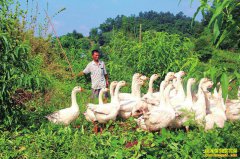 �Ĵ�������������԰������׶������¸���