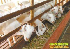 �ӱ�¬���ظ���ϲ�����ֺ��������¸���