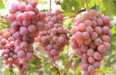 �������Ѽ۸���µ����� ����������׬Ǯ��