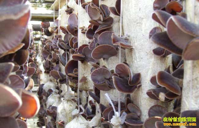 ɽ��۲���ػ�������ֲëľ������400�໧����