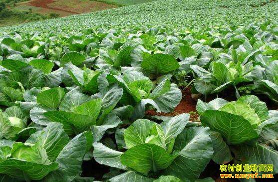 ��16���ֲ˾��У�����Ĳ˵ز�ֵ����