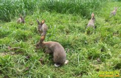 ���á�Ұ���ɱ������ϵ�����ʧ