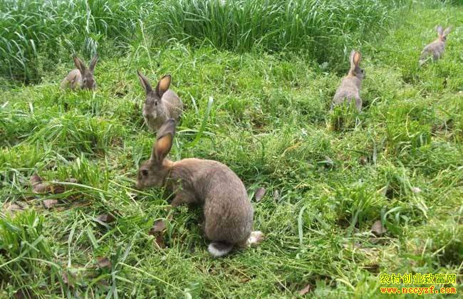 ���á�Ұ���ɱ������ϵ�����ʧ