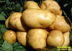 ����۵������ �������۸��ߵͽ���ũ�����о���