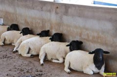 ɽ�����ػ�ʥȫ�������¸���