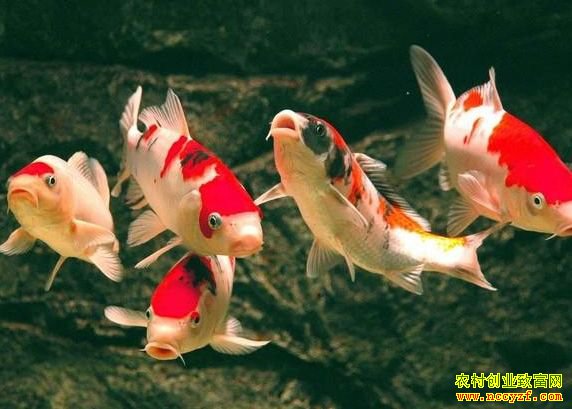 ����̫�����������������