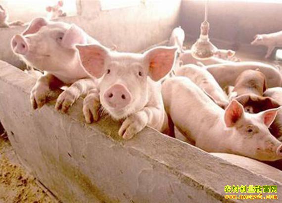 猪肉供应有保障 预计明年猪肉价格逐步回落