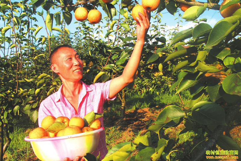 �Ĵ�������ǿ���紴ҵ��ֲ�ƽ����׬Ǯ