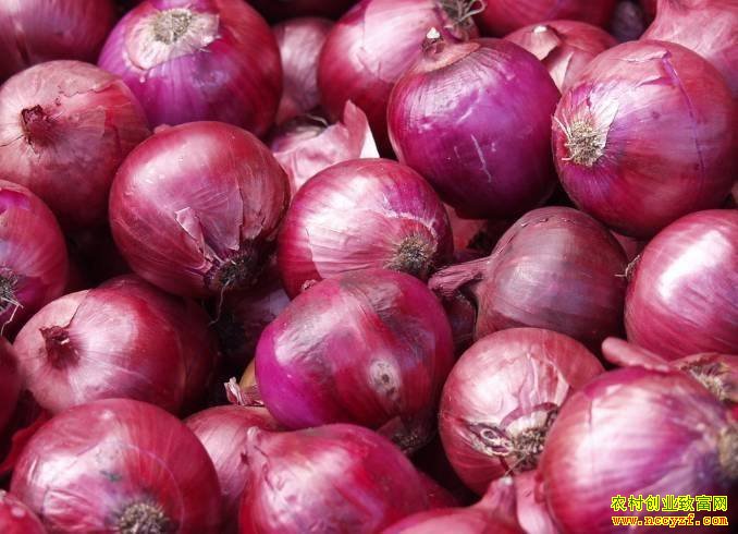 ��м۸�����Ϻ� ��ֲ�������ϧ��