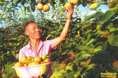 �Ĵ�������ǿ���紴ҵ��ֲ�ƽ����׬Ǯ