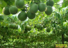 �����������������ֲ��Ʒ���޺������¸���ͷ��