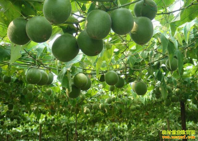 �����������������ֲ��Ʒ�޺������¸���ͷ��