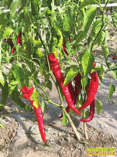 �Ĵ���������ֲ���������Ч��� Ķ��ֵ����Ԫ