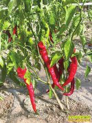 �Ĵ���������ֲ���������Ч��� Ķ��ֵ����Ԫ